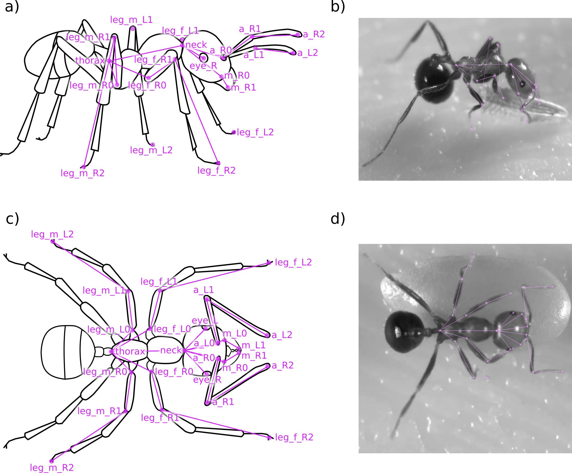 Two illustrated ants with some joint annotations for the name scheme used with SLEAP
